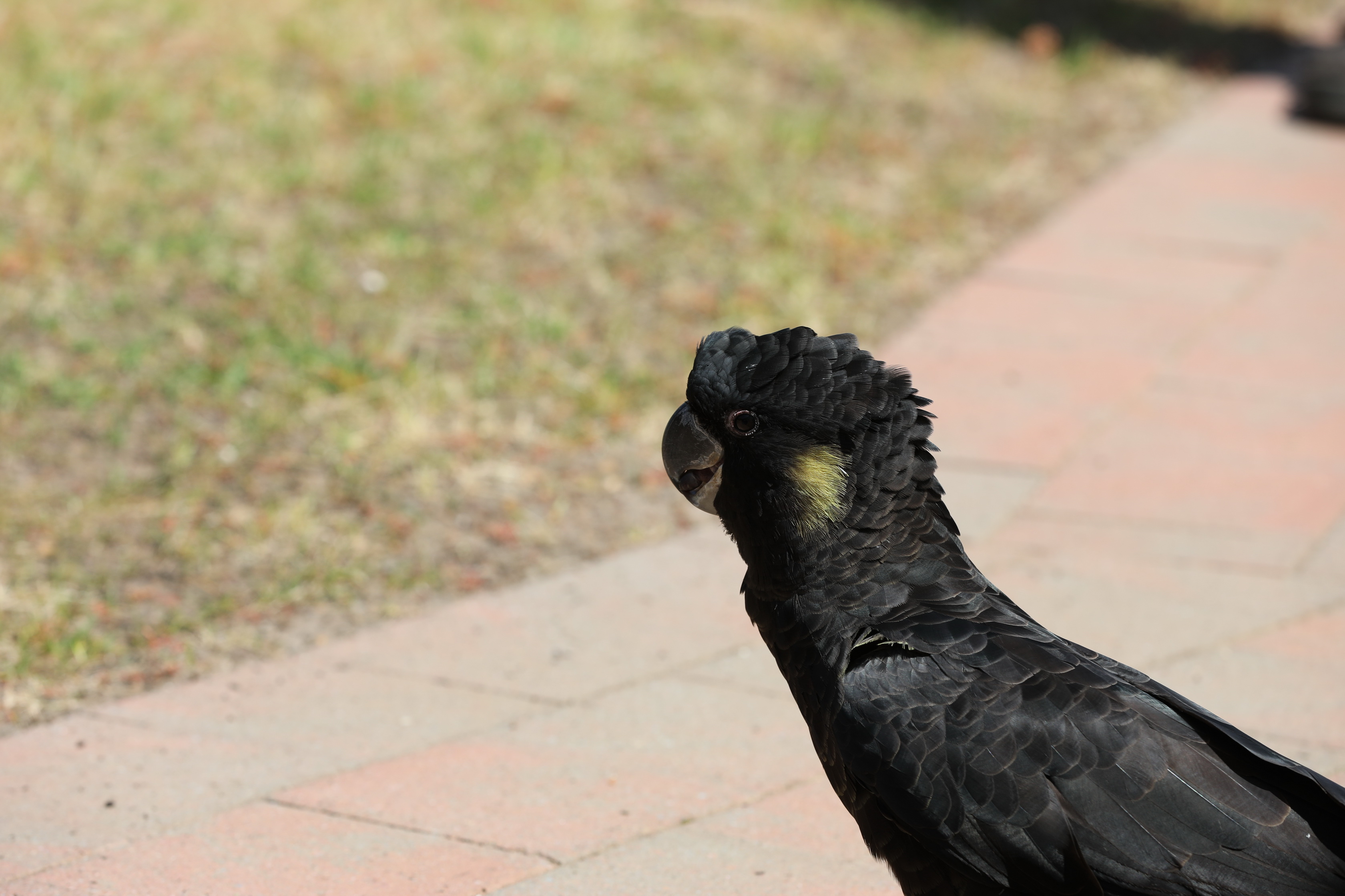 Yellow-tailed Black-Cockatoo